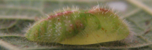 Pupae